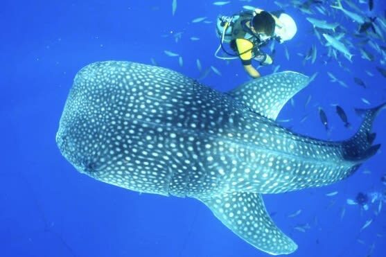Okinawa Blue Cave Snorkeling + Whale Shark Swimming/Diving Day Trip (Includes Pickup + Lunch) - Should you book it?