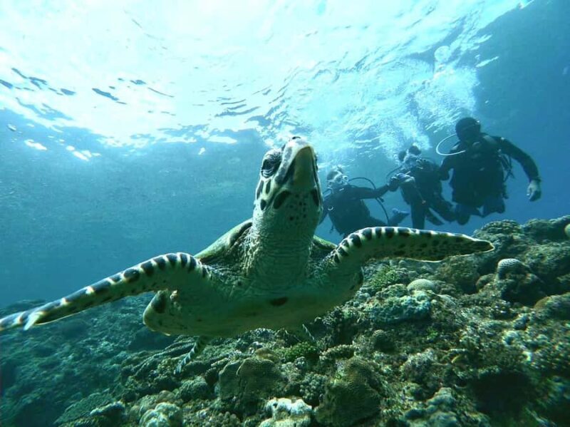 Okinawa BlueCaveIntroDiving in Onna village(free benefits) - What’s Included and Practical Details