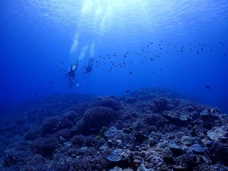 Okinawa: Boat Fun Diving at Minna, Sesoko or Motobu - Good To Know