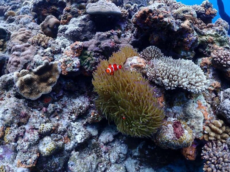 Okinawa: Boat Fun Diving at Minna, Sesoko or Motobu - An In-Depth Look at the Okinawa Boat Fun Diving Experience