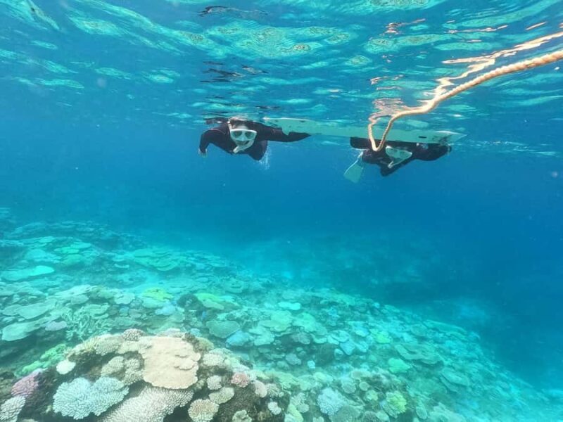 Okinawa: Boat Snorkeling at Minna, Sesoko or Motobu - Discovering Okinawa’s Marine Treasures