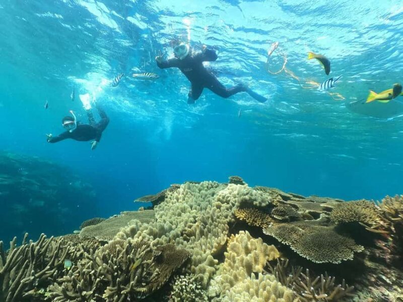 Okinawa: Boat Snorkeling at Minna, Sesoko or Motobu - Who Will Love It Most