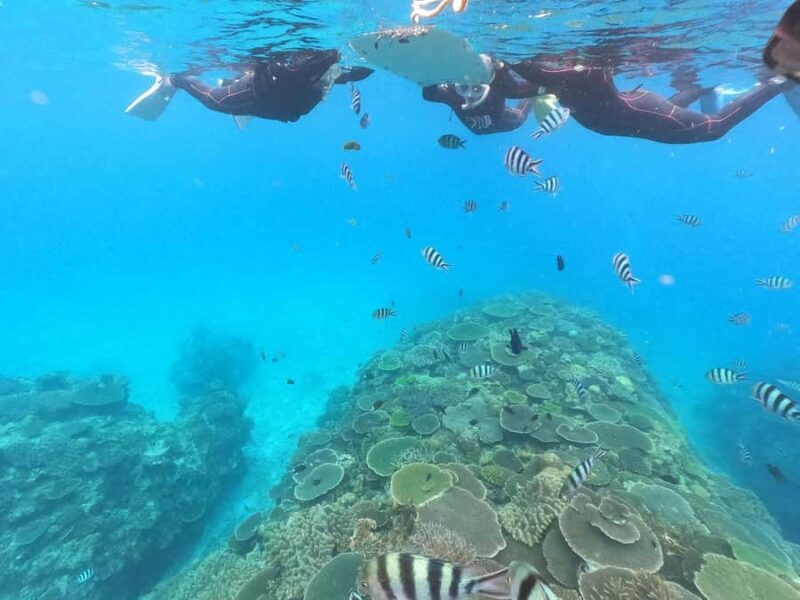 Okinawa: Boat Snorkeling at Minna, Sesoko or Motobu - FAQ