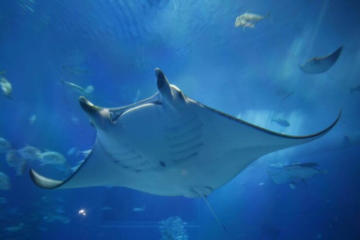 Okinawa: Bus Tour to Churaumi Aquarium With Sightseeing - Good To Know