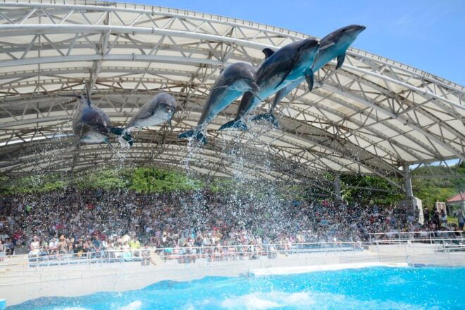 Okinawa: Bus Tour to Churaumi Aquarium With Sightseeing - Transportation Details