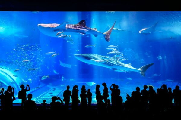 Okinawa: Bus Tour to Churaumi Aquarium With Sightseeing - Important Information