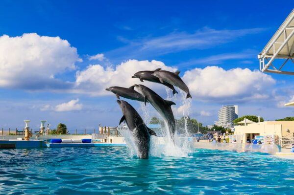 Okinawa: Bus Tour to Churaumi Aquarium With Sightseeing - Frequently Asked Questions