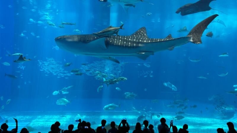 Okinawa Cape Manzamo & Churaumi Aquarium Full-Day Tour - Three sides of Okinawa in one day