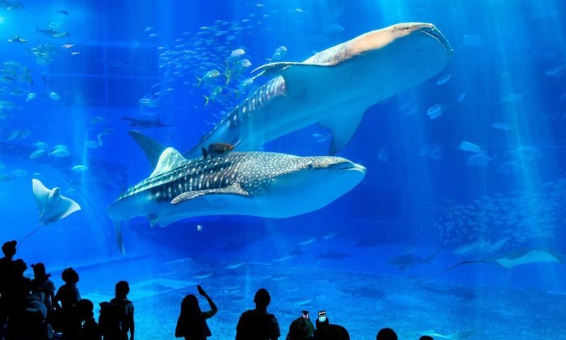 Okinawa Churaumi Aquarium & Kouri Island Full-Day Tour - What to know before you go