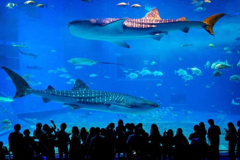 Okinawa: Churaumi Aquarium, Manzamo, Kouri Island Tour - Exploring the Day in Detail