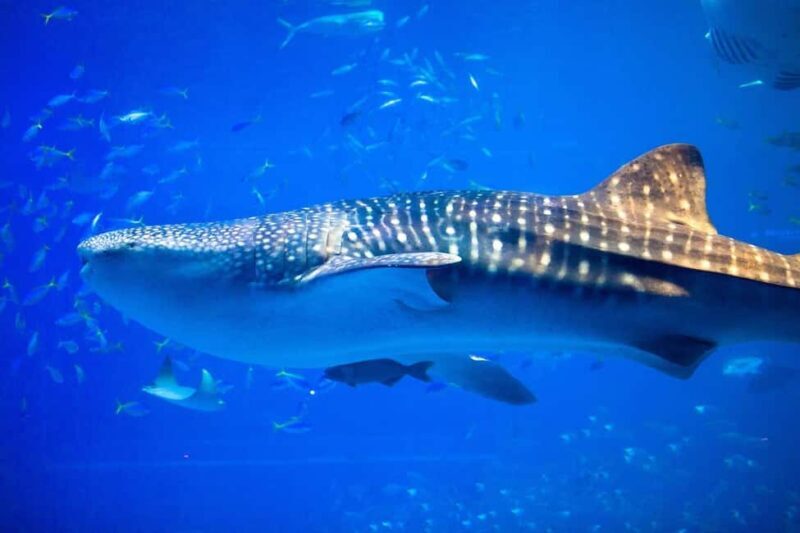 Okinawa: Churaumi Aquarium, Manzamo, Kouri Island Tour - Who It’s Best For