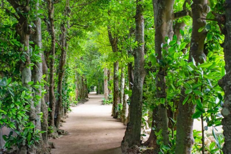 Okinawa: Churaumi Aquarium, Manzamo, Kouri Island Tour - Good To Know