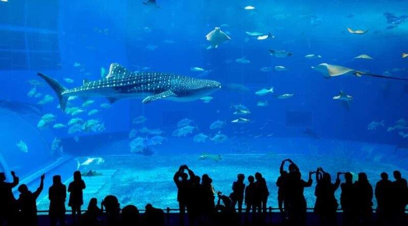 Okinawa: Churaumi Aquarium, Manzamo, Kouri Island Tour - FAQs