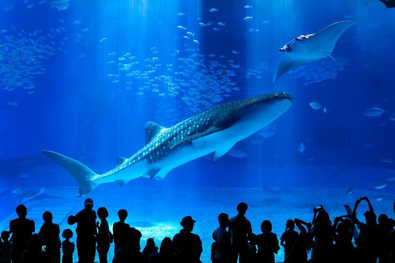 Okinawa Churaumi Aquarium Ticket - Seeing the whale sharks in the Kuroshio Sea Tank