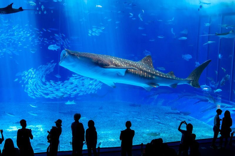 Okinawa Churaumi Aquarium Ticket - Following the route from coral reefs to the deep sea