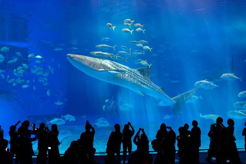 Okinawa Churaumi Aquarium Ticket - Getting your ticket and making the price work