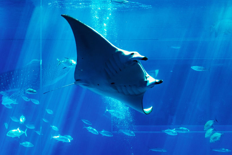 Okinawa Churaumi Aquarium Ticket - Reaching Churaumi from Naha