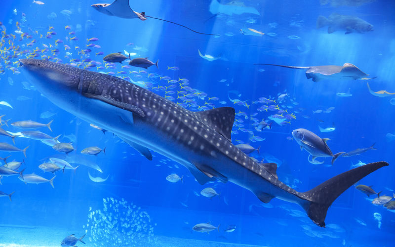 Okinawa Churaumi Aquarium Ticket - Choosing the right time and pace