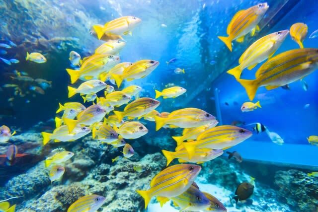 Okinawa Churaumi Aquarium Ticket - Should you book the Churaumi Aquarium ticket?