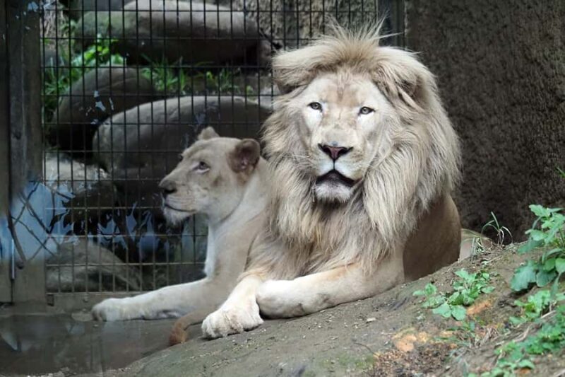 Okinawa City: Zoo and Museum Guided Tour with Transfer - What to Expect from the Tour