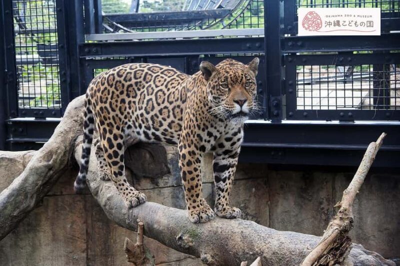 Okinawa City: Zoo and Museum Guided Tour with Transfer - Good To Know