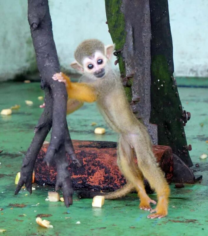 Okinawa City: Zoo and Museum Guided Tour with Transfer - A Closer Look at the Experience