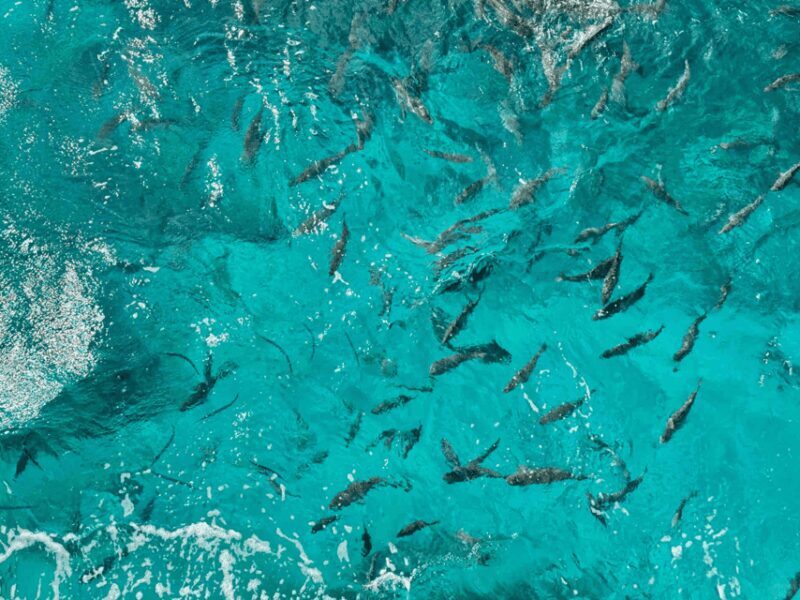 Okinawa Classic Highlights & Flexible Routes: Private Tour - Who Is This Tour Best For?