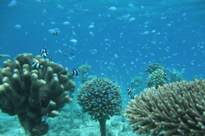 Okinawa: Coral Regeneration Snorkeling Experience - Full Description