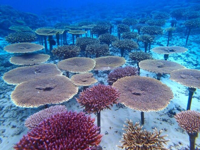 Okinawa: Coral Regeneration Snorkeling Experience - Common Questions