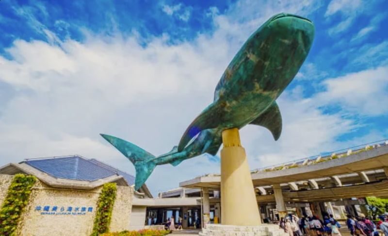 Okinawa day trip private car charter - choose from classic routes & pick-up/drop-off from north/central/south/cruise port/airport/hotel + customizable itinerary - Churaumi Aquarium: plan your time around the whale sharks