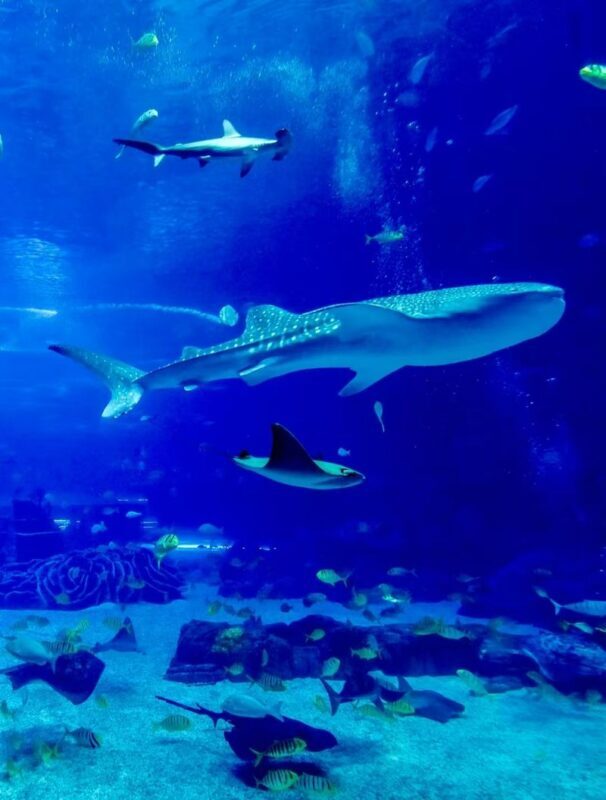 Okinawa day trip private car charter - choose from classic routes & pick-up/drop-off from north/central/south/cruise port/airport/hotel + customizable itinerary - What the charter price really covers