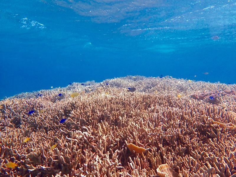 Okinawa Dream Reef | Easy Boat Trip! Snorkeling & Scuba Diving Experience | Free Unlimited Photos & Videos | Chinese Coach - The short ride to Dream Reef