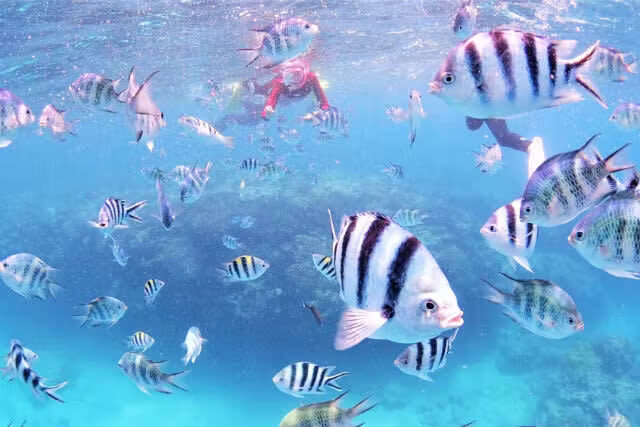 Okinawa EGG diving Cosplay & Snorkeling Experience - The mermaid photo session: a souvenir with a sea view