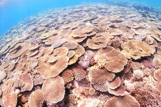 Okinawa EGG diving Cosplay & Snorkeling Experience - Pack for water, sun, and a quick change