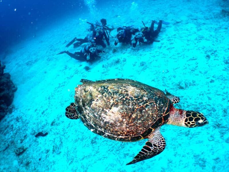 Okinawa: From Naha Full-Day Kerama Islands Snorkeling Tour - Frequently Asked Questions