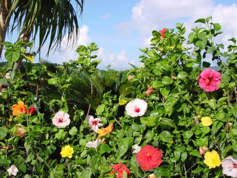 Okinawa: Fruit Land Theme Park Entry Ticket - Good To Know