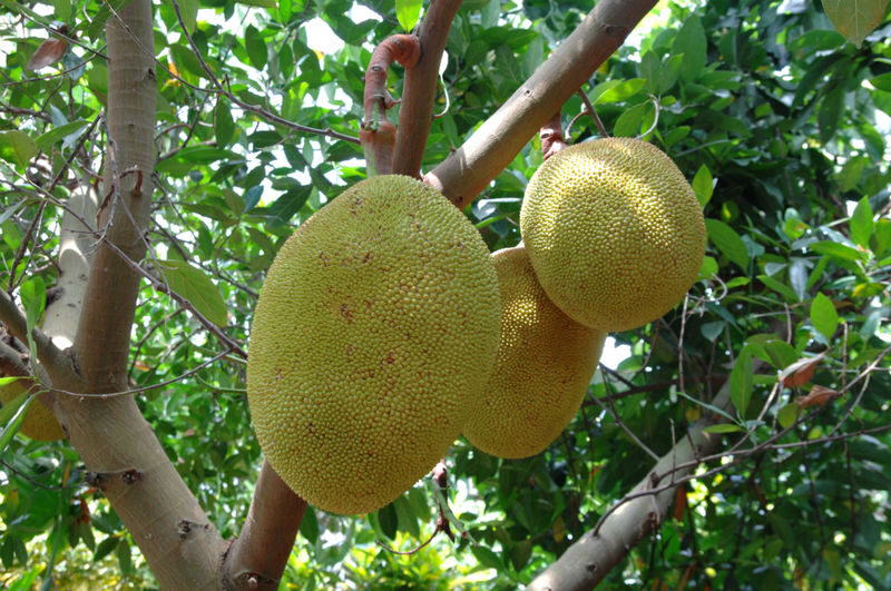Okinawa Fruits Land Ticket - A Tropical Orchard With a Story to Follow