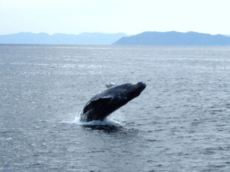 Okinawa: Full-Day Kerama Islands National Park Snorkeling Tour - Is the price fair for a day at sea?