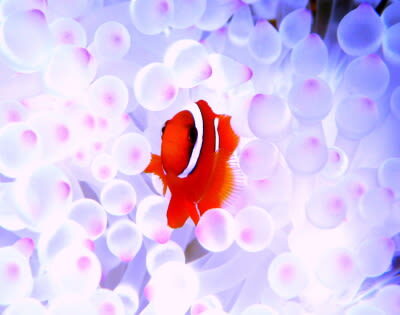 Okinawa: Full-Day Kerama Islands National Park Snorkeling Tour - Who should choose this trip?