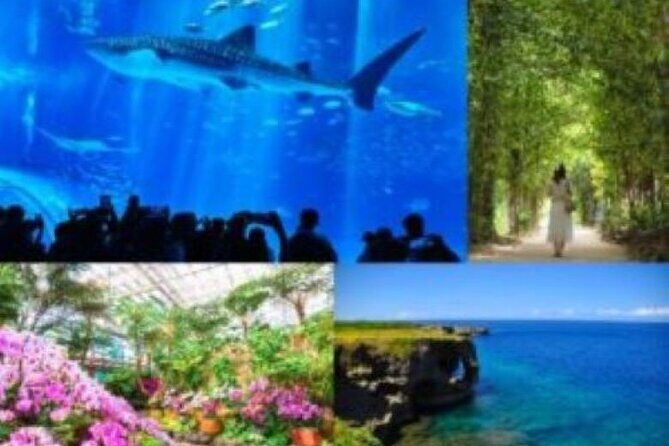 Okinawa Hip-hop Bus B - 2 Course Tour (Okinawa Churaumi Aquarium) - Good To Know