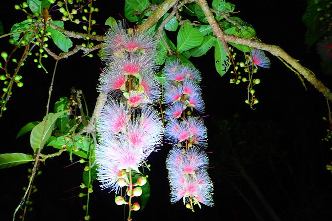 [Okinawa Iriomote] Sagaribana Watching Tour (Limited From June to August) - Directions