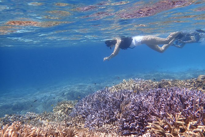 [Okinawa Iriomote] Snorkeling Tour at Coral Island - Tour Details and Itinerary