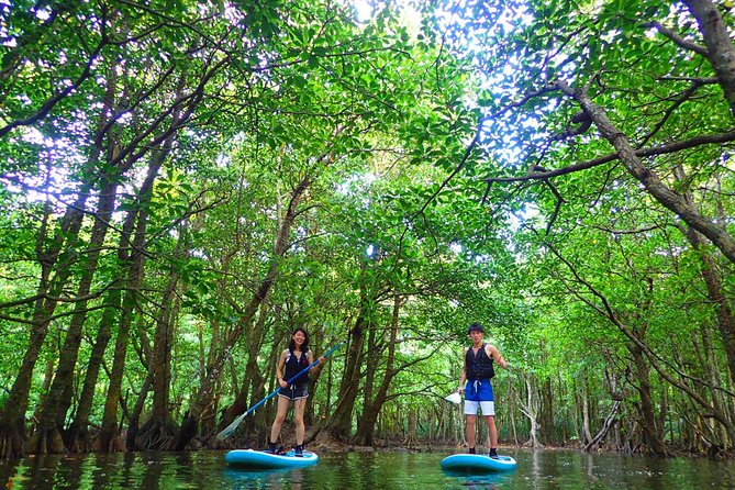 [Okinawa Iriomote] Sup/Canoe Tour at Mangrove Forest - Pickup and Meeting Arrangements