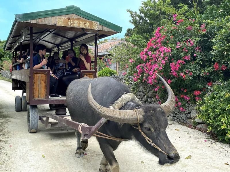 Okinawa Ishigaki Island Taketomi Island Water Buffalo Cart Sightseeing & Round-Trip Ferry Ticket - A short ferry ride into Taketomi’s old village