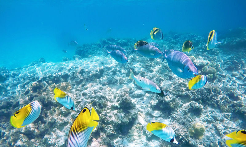 Okinawa Island Hopping: Kerama Tokashiki Snorkeling & Sea bathing - At a glance: what to know before you book