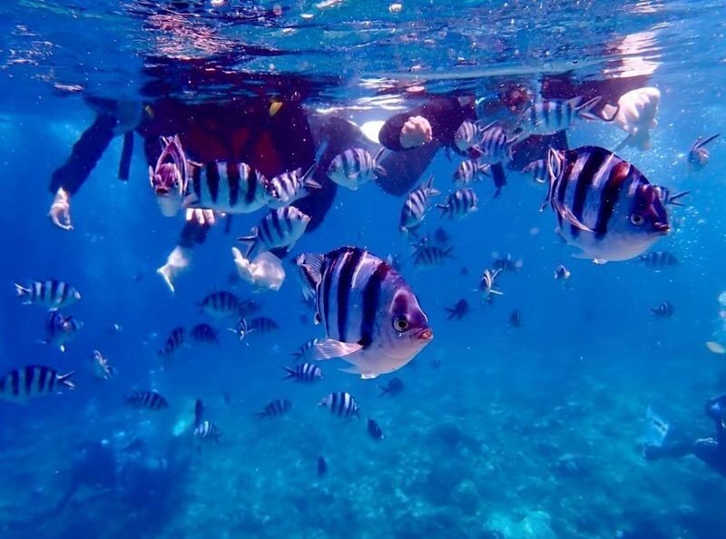 Okinawa Kerama Islands Snorkeling Day Trip (Free Pickup, Photography) Optional Shared Boat/Private Charter - Lunch, photos, and a few boards to share