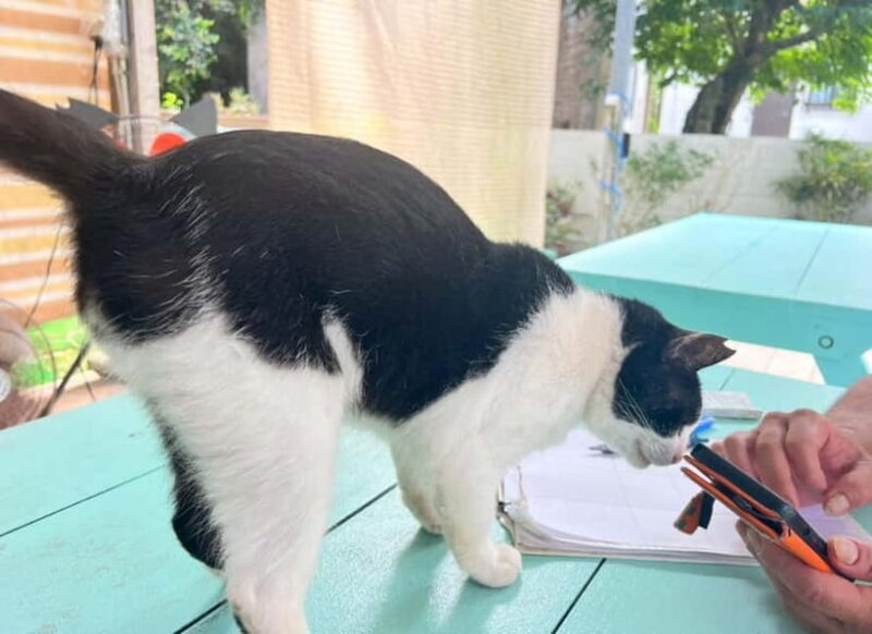 Okinawa : Let's play with cats and have lunch! at Ufuyaa - Good To Know