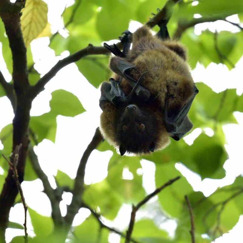 Okinawa Mangrove Kayak Tour with Photo Gift - Guides, Language, and the Learning Curve
