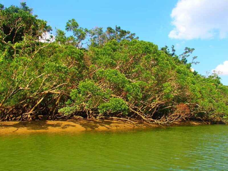 Okinawa: Mangrove SUP Tour with Photos - FAQ