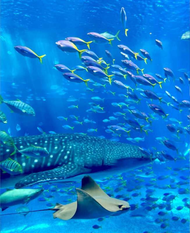 Okinawa Manza-mo, Kouri Island, and Churaumi Aquarium Day Trip | Includes Special Shrimp and Rice Lunch - Manza-mo: A Coastal Opening